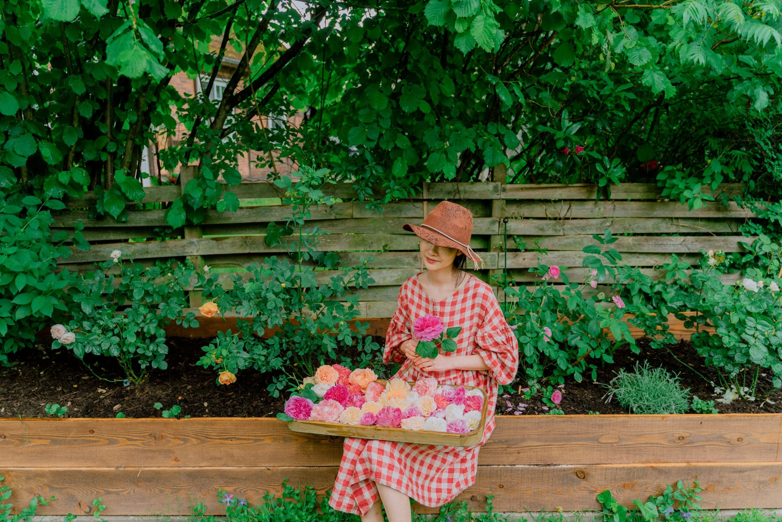 Growing roses, a complete beginner's guide — HER 86m2 - by Thuy Dao
